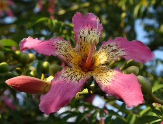 Silk Floss Tree, Kapok Tree, Corisia, Ceiba speciosa, Chorisia speciosa